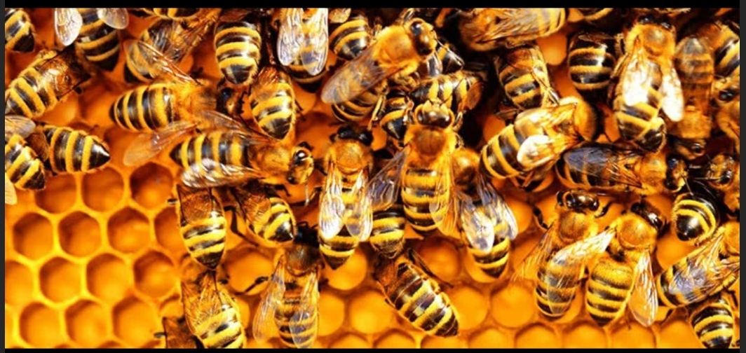 أعد اللصق حضارة أداة مركزية تلعب دورًا مهمًا أعلى شريط خلية النحل 